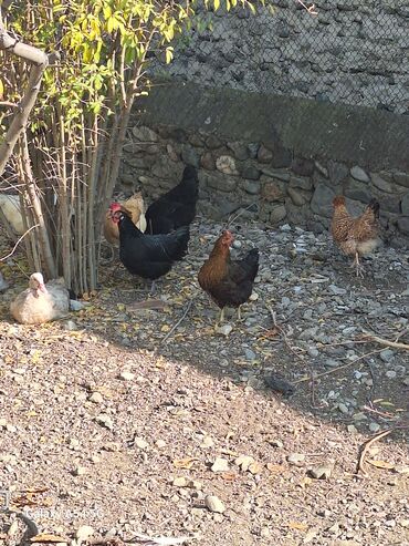 Toyuqlar: Təsərrüfat üçün müxtəlif ev quşları - Toyuqlar və xoruz: şəkillərdə — 11