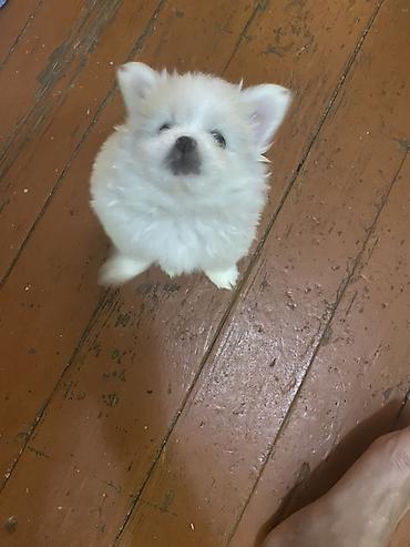 it satişi: Pekines, 2 ay, Erkək — 2