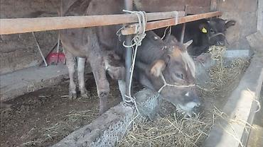 Үй жаныбарлары: Сатам | Кунаажын | Алатоолук | Бордоп семиртүү үчүн | Байланган — 1