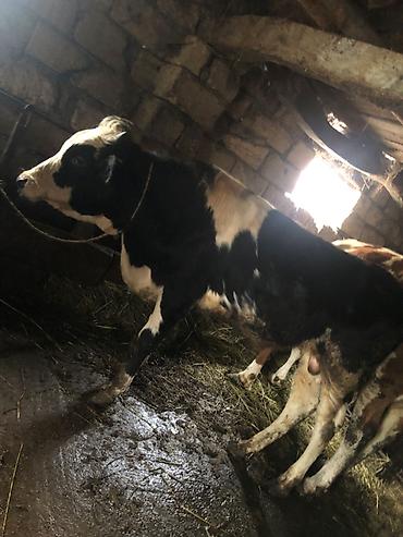 bakida cins ineklerin satisi: Ala cins erkey cönge satılır ciddi şexsler elaqe saclasın — 1