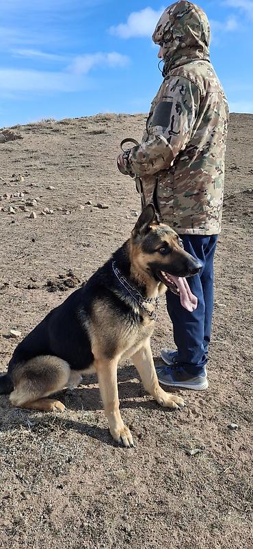 Продажа собак: ❗️❗️❗️❗️ВЯЗКА ❗️❗️❗️Восточно европейская овчарка .Сильный мощный — 1