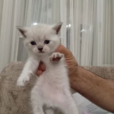 Pişiklər: Şotland, Dişi, Yaxşı əllərə, Ünvandan götürmə -da lalafo.az — 11 Pişiklər: Şotland, Dişi, Yaxşı əllərə, Ünvandan götürmə — 11