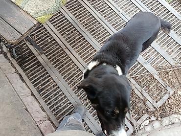 Другая автоэлектроника: Продаю контроллер 96-120 v 8- 15 kw с программным обеспечением,ЭБУ — 11