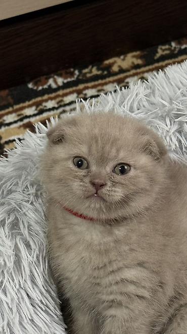 Продажа кошек: Шотландский чистокровный вислоухий котёнок (Scottish Fold),девочка — 8