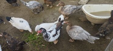 Ördəklər: Həm kəsilməli həm də damazlıq original təmiz cins lal ördəklər ( — 15