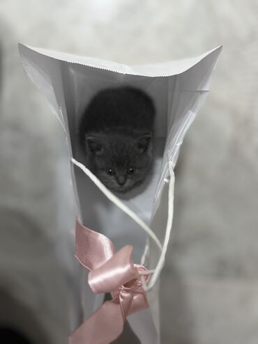 котята бенгальские купить: Скотиш Страйт (Шотландиялык тик кулактуу), 2 айлык, Ургаачы, Боз, Лотокко барууга үйрөтүлгөн, Курттардан тазаланган