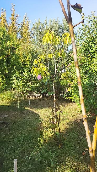 suvalanda ev: 15 otaq, 2400 kv. m, Orta təmir — 6