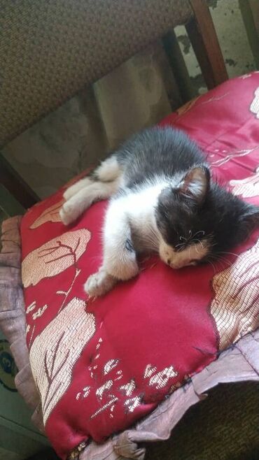 где можно купить кошку: Кошка даром: Беспородная, 3 месяца, Девочка, Проглистована