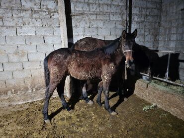 Лошади, кони: Продаю | Кобыла (самка) | Рабочий — 4