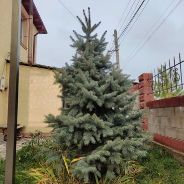 Декоративные деревья: Саженцы деревьев: Ель, Самовывоз, Платная доставка