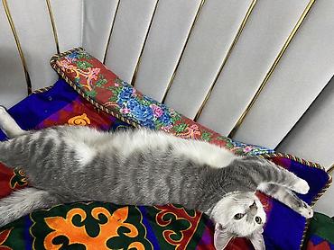 Животные: Кошка даром: Беспородная, Девочка, Приучена к лотку — 1