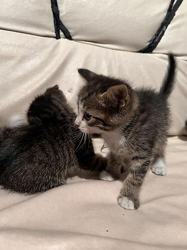 коты бишкек: Породасыз, 3 айлык, Эркек, Лотокко барууга үйрөтүлгөн — 4