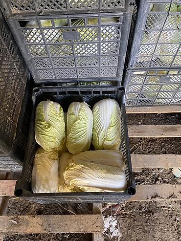 Капуста: Капуста Пекинская — 9