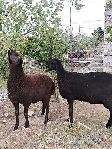 balın kilosu: Dişi, il: 1, Damazlıq, Ünvandan götürmə — 10
