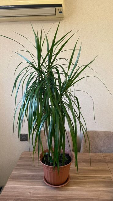 heyet ucun guller: Dracena gulu satilir-100AZN