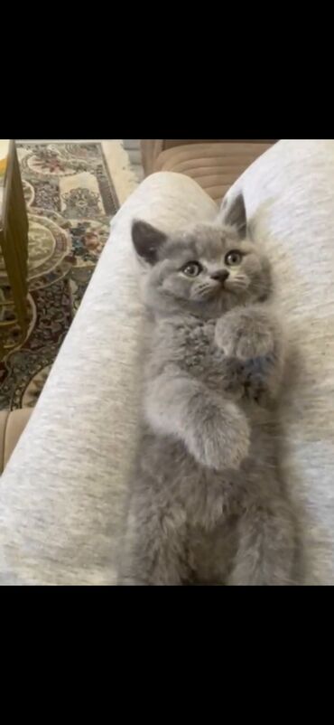 Pişiklər: Şotland yastı qulaq — 12