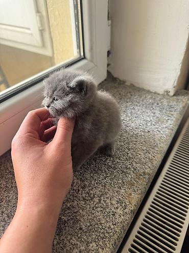 Кошки: Шотландская вислоухая, В добрые руки — 3