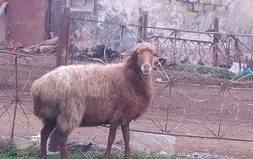 cins ineklerin satisi: Tecılı satılır boğaz qoyundu