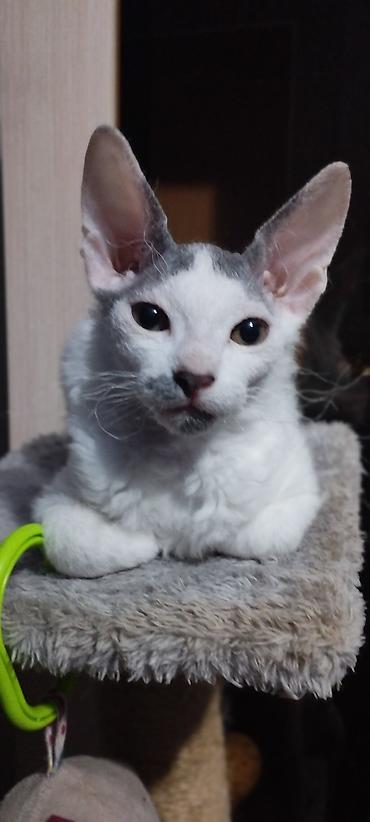 котята скотиш: Котята модели донского сфинкса с редким окрасом блю-трюфл (серо-белые — 4