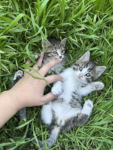 Продажа кошек: 🐾 Очаровательные котята ищут дом! 4 пушистых малыша готовы подарить — 3