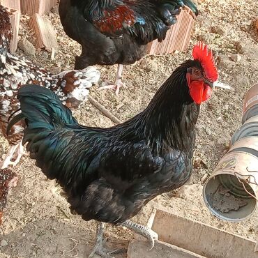 Xoruzlar: Sort xoruzlardır qarışıqda var sortlarda var 10 aylıqdı. Real almaq -da lalafo.az — 13 Xoruzlar: Sort xoruzlardır qarışıqda var sortlarda var 10 aylıqdı. Real almaq — 13