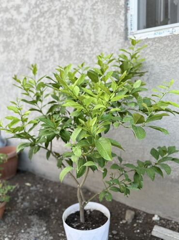 плодоносящие комнатные растения купить: Молодое цитрусовое дерево, по всей видимости, лимон, выращенное в