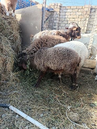 Keçilər, çəpişlər: Çəpiş keçi qoyun sürü və ya tək tək satram. Qiymet ferqlidirMəhsul — 25