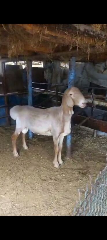 продам домик для кошки: Сатам | Кочкор (эркек) | Көбөйтүү үчүн | Жасалма жол менен боозутуу