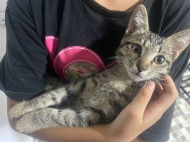 возьму кошку в добрые руки: Отдам даром котенка от домашней кошки, к лотку приучен, кушает как
