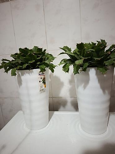 микориза купить: Комнатные растения в декоративных кашпо 1) Антуриумы (Anthurium) - — 5