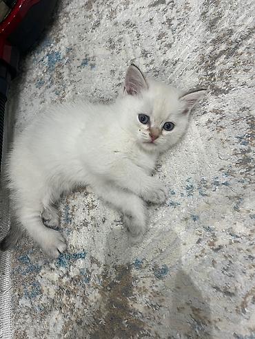 Pişiklər: Britan — 2