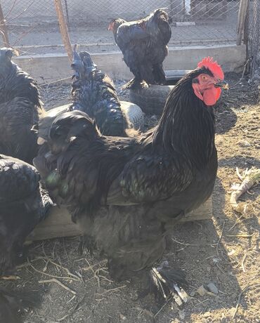 Куры, петухи: Продаю | Петух | Брама, Кохинхин | Для разведения — 1