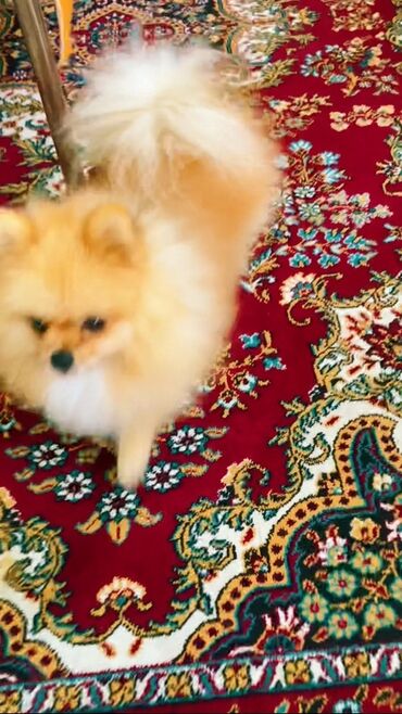 İtlər: Şpitz — 7