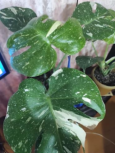 Монстеры: Монстера Альба Монстера Тайское Созвездие, черенки и взрослые цены — 24