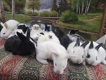 Dovşanlar: Dovşan yemi 2-azn Bala Dovşanlar 5azn. Apilka (Yonqar 1.50azn) — 18