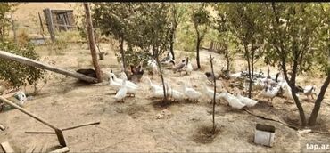 Torpaq sahələrinin satışı: 20 sot, Kənd təsərrüfatı, Mülkiyyətçi, Bələdiyyə