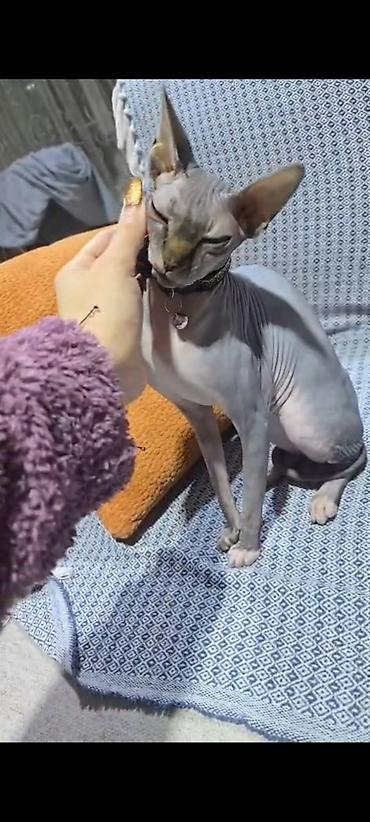 Pişiklər: Sfinks — 5