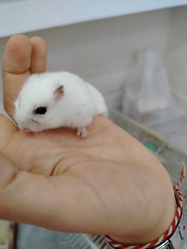 шиншилла грызун: Cırtdan hamsterlər – Dwarf Hamster balaları 3 dənədi 2 ağ dişi 1 qara — 4