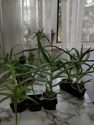 hilba bitkisi: Aloe gülü biri 5 manat 
5 ilin gülüdür