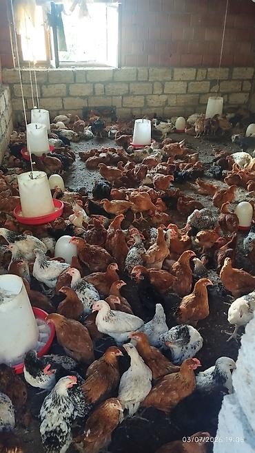 ev quşları haqqında melumat: Xarkov sibris lider 55 cinslər - Qrup halında yetişdirilmiş, azad — 3