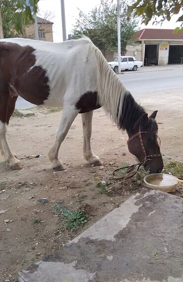 Atlar: Erkək, Ərəb, il: 4, Pulsuz çatdırılma — 8