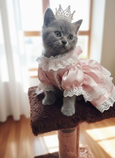 Pişiklər: Britan yastı qulaq, Erkək, Dişi, Yaxşı əllərə, Ünvandan götürmə, Pulsuz çatdırılma, Ödənişli çatdırılma — 46