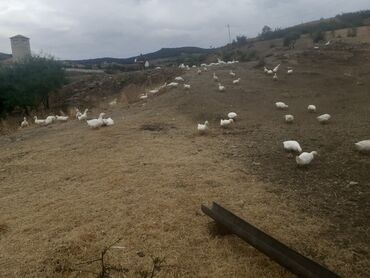 satilik inekler: Pekin ördəyləri 150 dənədi satılır barterdə var baxır təklifə