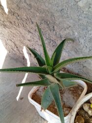 Süni güllər: Bu gülər satlır qiymətləri 1.2 manat yekə gülər 5 manat biri qalanı — 3