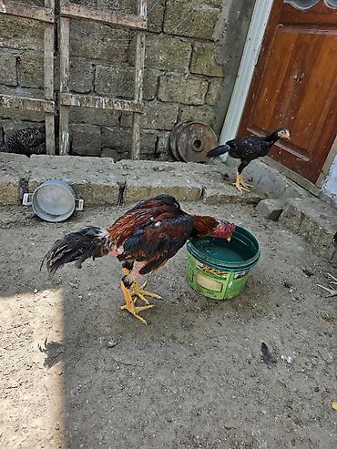 akvarium satilir: Satılır.Real alıcılar narahat eləsin.Aktiv heyvandı.Heç bir problemi — 1