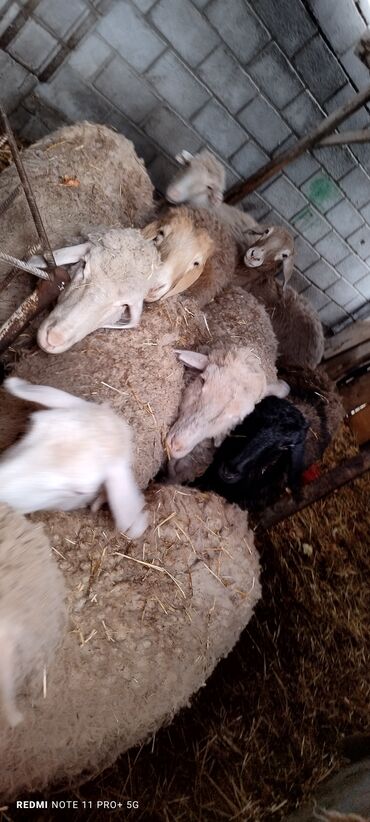Бараны, овцы: Продаю | Овца (самка) | Полукровка, Меринос | На забой, Для разведения | Матка, Ярка