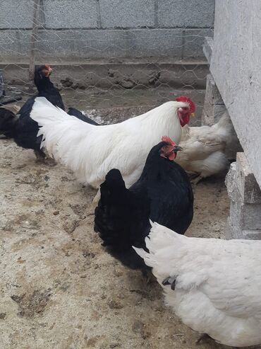 Куры, петухи: Продаю | Куры, Петух | Домашняя | На забой, Для разведения, Несушки — 4