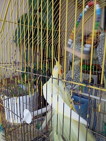 korella satışı: Salam tam sağlam korellalardir sağlamlıqlarina başımnan cavabdehem — 4