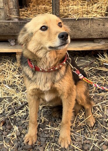Отдам даром собаку: Собака даром: Дворняжка, 1 год, Самка, С прививкой — 9
