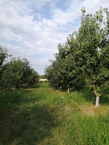 Torpaq sahələrinin satışı: 12 sot, Tikinti, Mülkiyyətçi, Kupça (Çıxarış) -da lalafo.az — 13 Torpaq sahələrinin satışı: 12 sot, Tikinti, Mülkiyyətçi, Kupça (Çıxarış) — 13